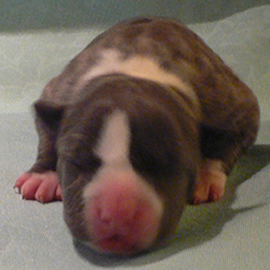 Bellamon Babbling Babs